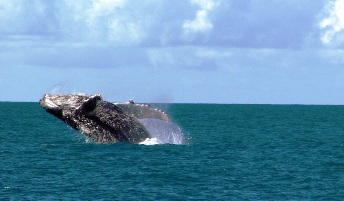 Parque Nacional Marinho de Abrolhos